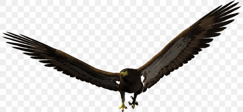 Bald Eagle Bird Owl, PNG, 1200x554px, Bald Eagle, Accipitriformes, Beak, Bird, Bird Of Prey Download Free