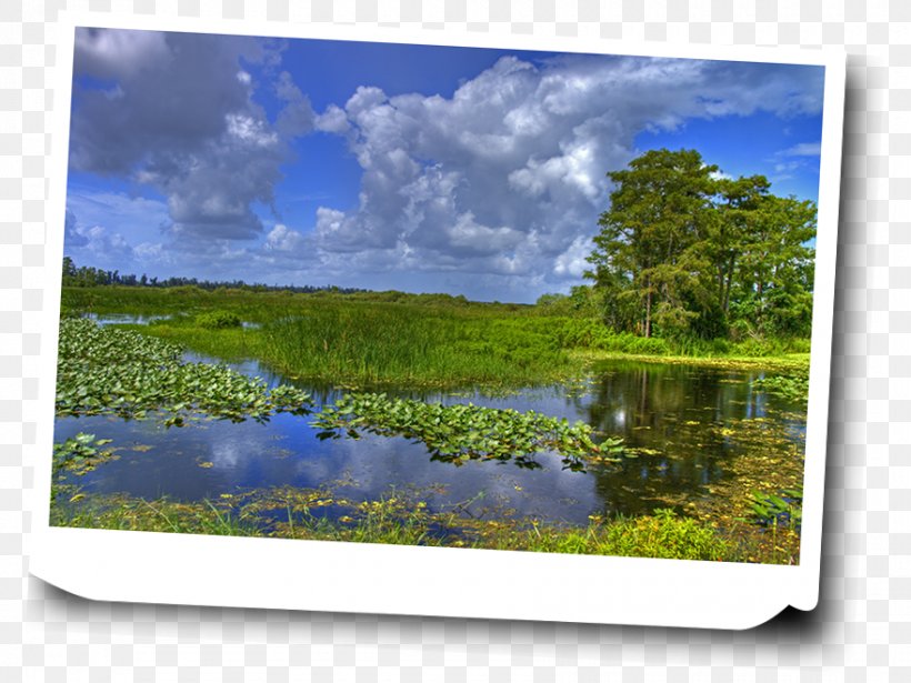 Everglades Shark Valley John Pennekamp Coral Reef State Park Hammock Acadia National Park, PNG, 880x660px, Everglades, Acadia National Park, Airboat, Biome, Ecosystem Download Free