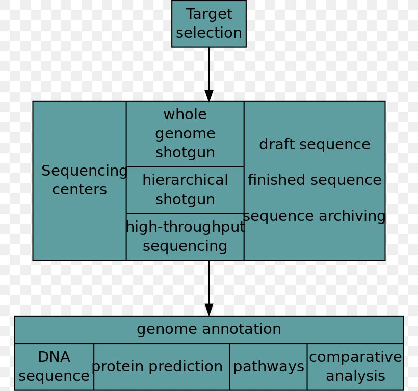 Dna Sequencing Flow Chart