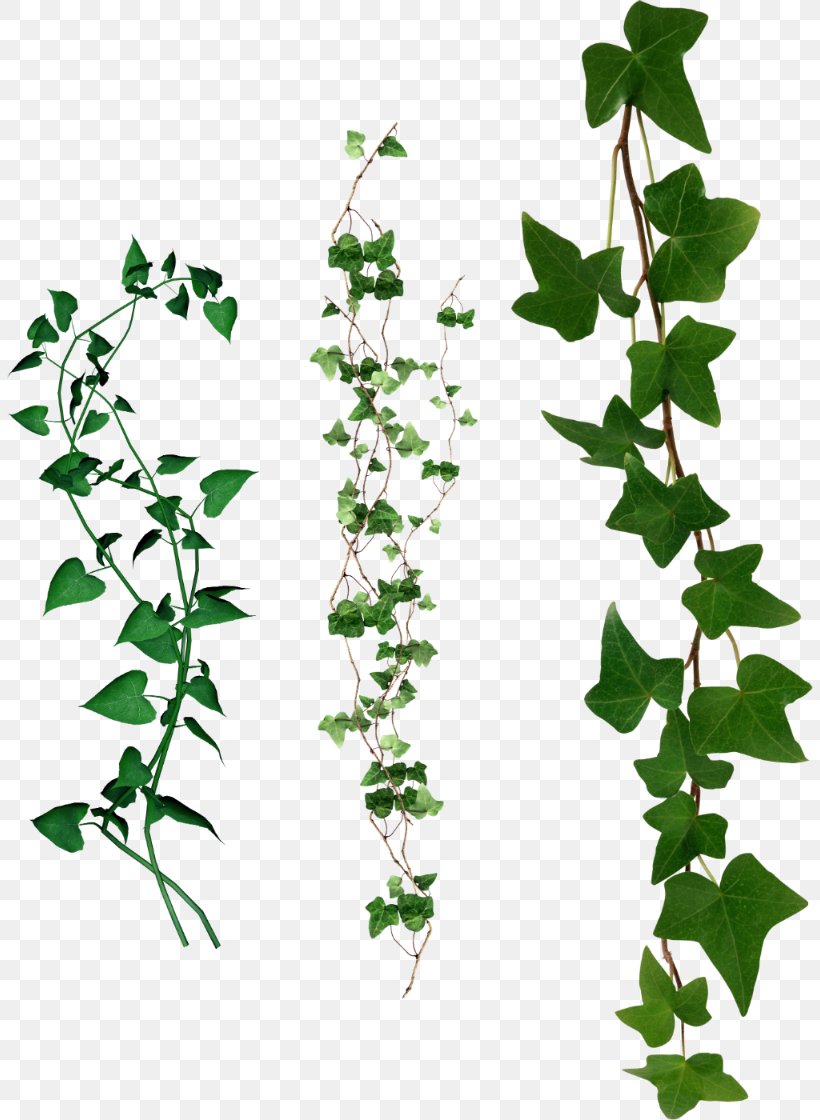 Ivy Leaf Adobe Photoshop Misgurnus Fossilis, PNG, 806x1120px, Ivy, Branch, Flora, Flower, Flowering Plant Download Free
