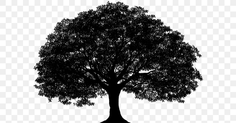 Vector Graphics Silhouette Image Drawing, PNG, 600x428px, Silhouette, Blackandwhite, Branch, California Live Oak, Drawing Download Free