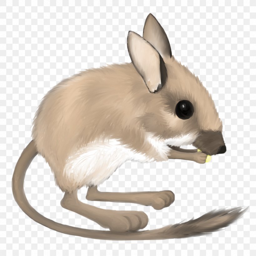 Desert Kangaroo Rat Mouse Merriam's Kangaroo Rat Ord's Kangaroo Rat, PNG, 900x900px, Rat, Desert Kangaroo Rat, Domestic Rabbit, Drawing, Fauna Download Free