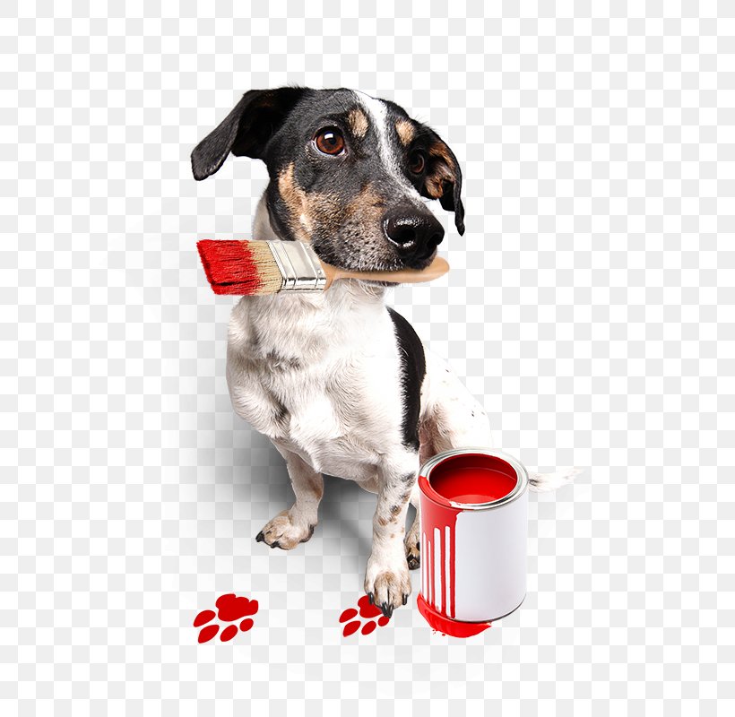 Dog Breed Dog Collar Companion Dog Flickr, PNG, 800x800px, Dog Breed, Album, Breed, Collar, Companion Dog Download Free