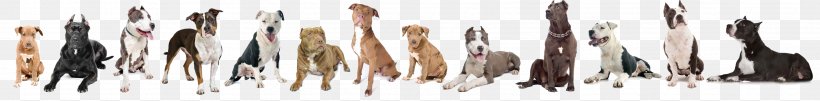 American Bully American Pit Bull Terrier American Staffordshire Terrier Staffordshire Bull Terrier, PNG, 3445x426px, American Bully, American Bulldog, American Pit Bull Terrier, American Staffordshire Terrier, Animal Download Free