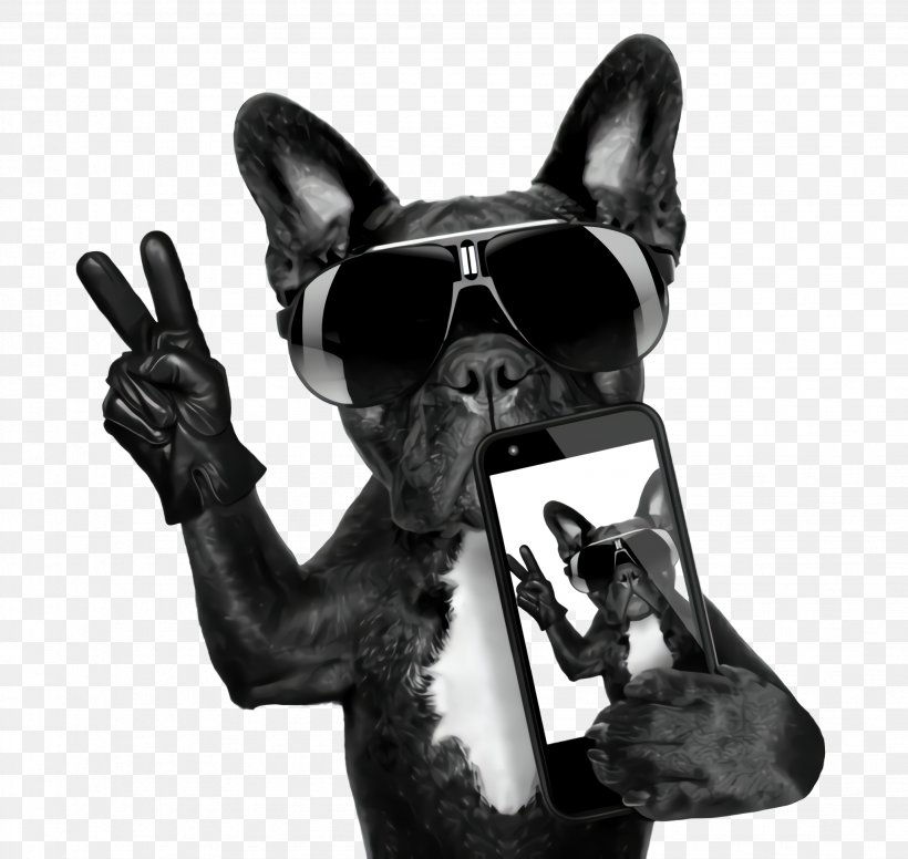 French Bulldog, PNG, 2056x1948px, French Bulldog, Boston Terrier, Dog, Dog Breed, Gesture Download Free