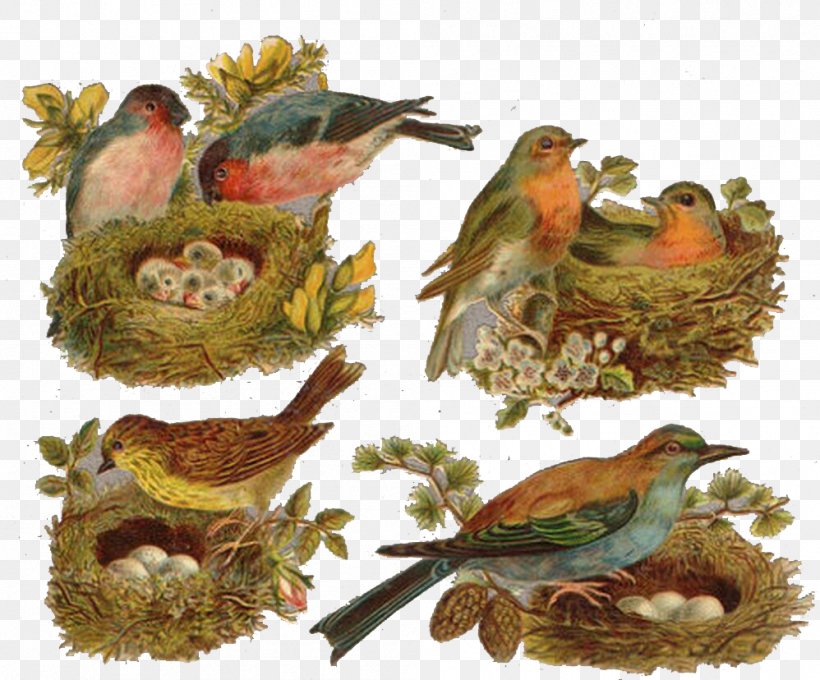 Bird Clip Art, PNG, 998x828px, Bird, Beak, Bird Food, Bird Nest, Cuckoos Download Free
