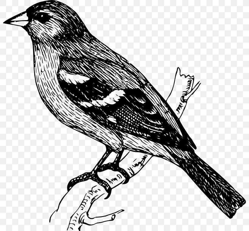 Bird Finches Drawing Clip Art, PNG, 800x760px, Bird, Art, Beak, Black And White, Branch Download Free