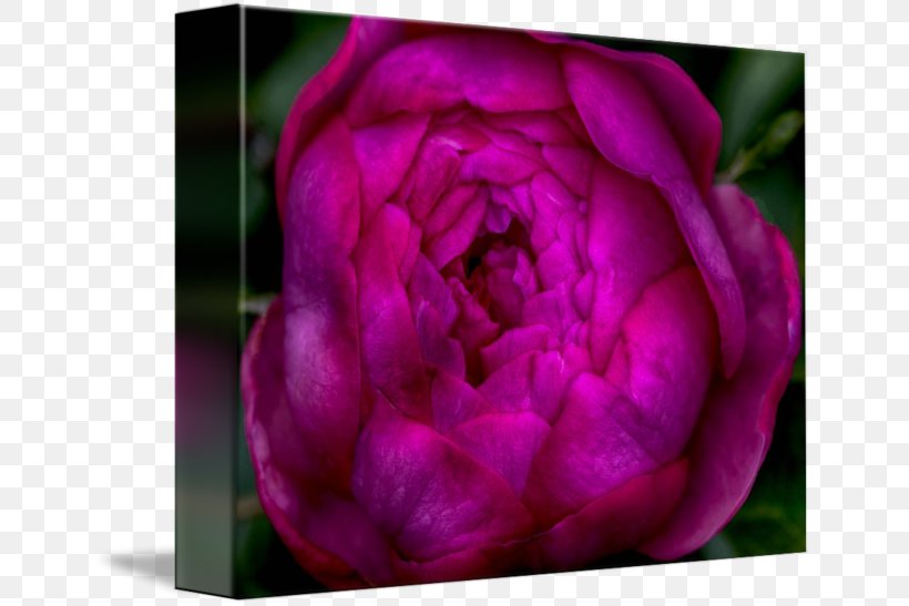 Cabbage Rose Garden Roses Floribunda Peony Petal, PNG, 650x547px, Cabbage Rose, Bud, China Rose, Chinese Cuisine, Close Up Download Free