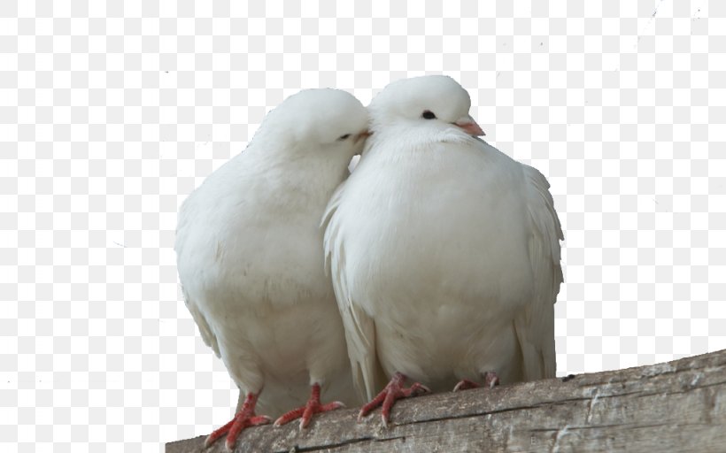 Columbidae Lovebird Domestic Pigeon Squab, PNG, 1024x640px, Columbidae, Beak, Bird, Display Resolution, Domestic Pigeon Download Free