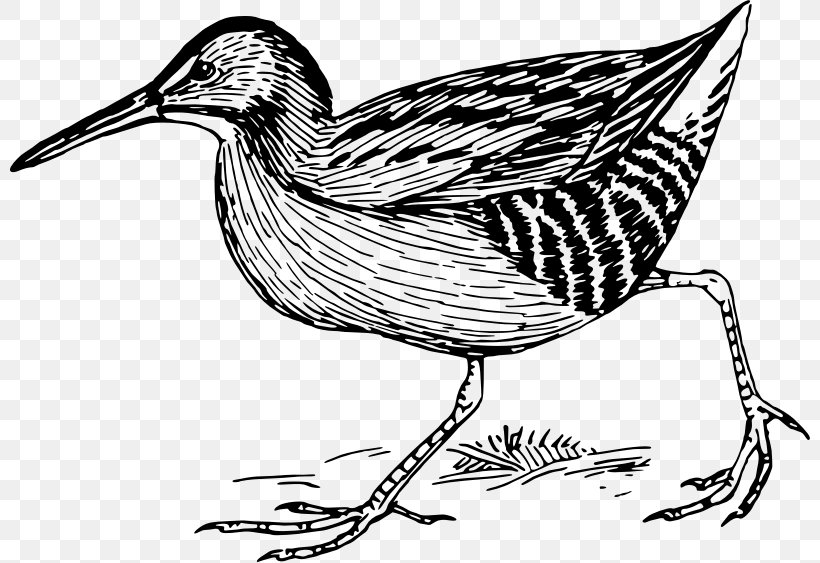 Duck Bird /m/02csf Line Art Feather, PNG, 800x563px, Duck, Art, Artwork, Beak, Bird Download Free