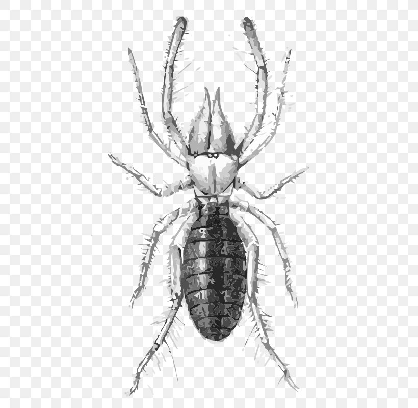 Eremobates Aztecus Clip Art, PNG, 464x800px, Eremobates Aztecus, Animal, Araneus, Arthropod, Artwork Download Free