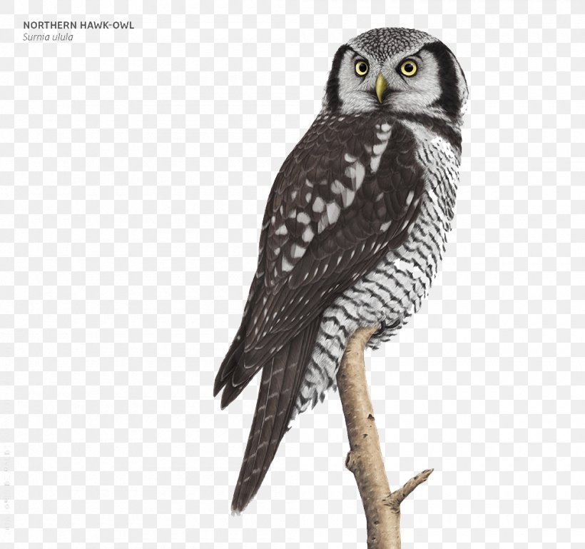 Great Grey Owl Bald Eagle Bird, PNG, 1000x939px, Owl, Bald Eagle, Beak, Bird, Bird Of Prey Download Free