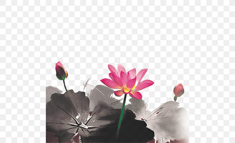 Ink Wash Painting Nelumbo Nucifera, PNG, 500x500px, Ink Wash Painting, Aquatic Plant, Blossom, Creative Work, Designer Download Free