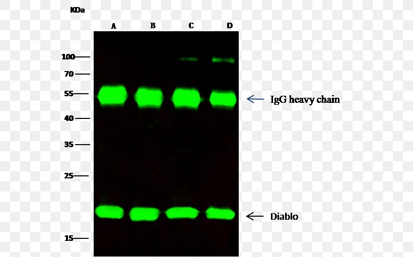 Monoclonal Antibody Immunoglobulin Light Chain Immunoglobulin Heavy Chain Heavy-chain Antibody, PNG, 610x510px, Antibody, Amino Acid, Biotechnology, Brand, Com Download Free