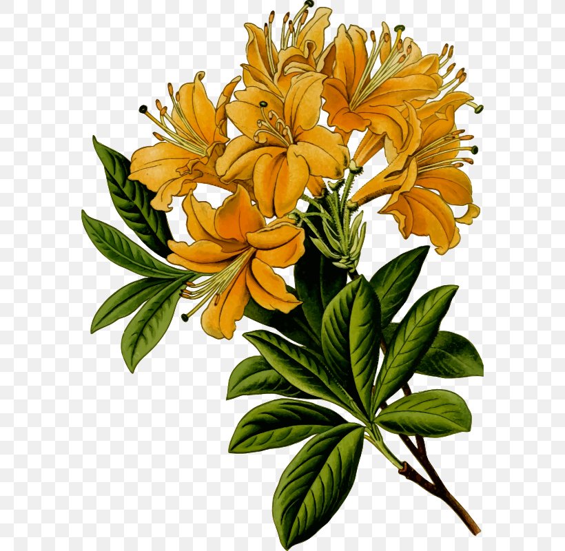 Clip Art Openclipart Free Content Pacific Rhododendron, PNG, 584x800px, Pacific Rhododendron, Alstroemeriaceae, Cut Flowers, Floral Design, Floristry Download Free