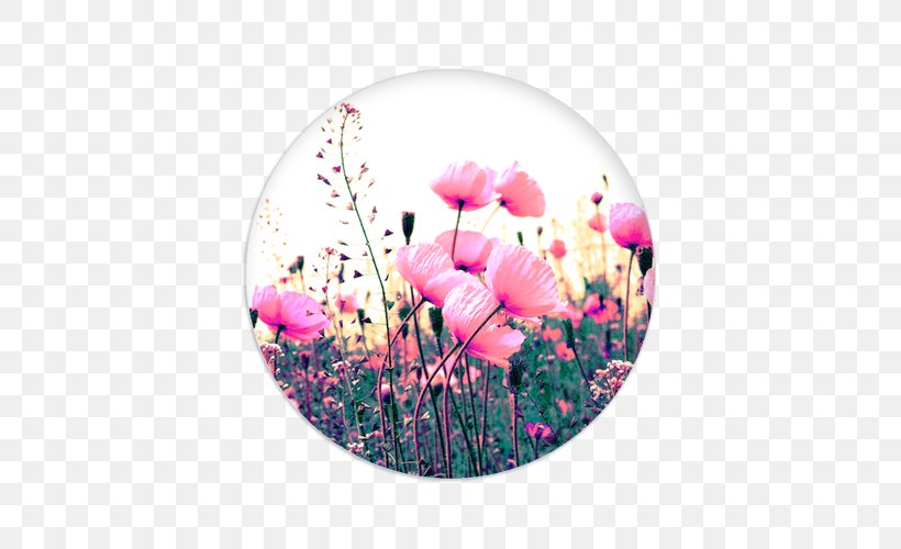 IPhone 4 PopSockets Car Phone Mobile Phone Accessories Smartphone, PNG, 500x500px, Iphone 4, Car Phone, Cut Flowers, Floral Design, Floristry Download Free