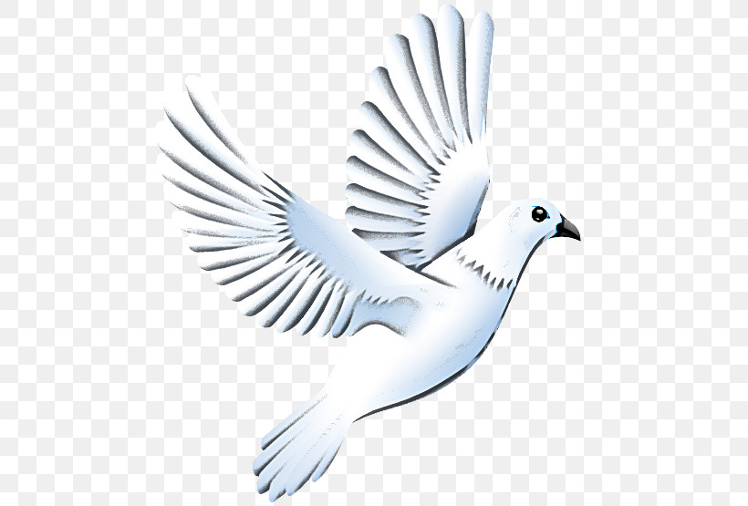 Feather, PNG, 555x555px, Bird, Beak, Feather, Logo, Pigeons And Doves Download Free