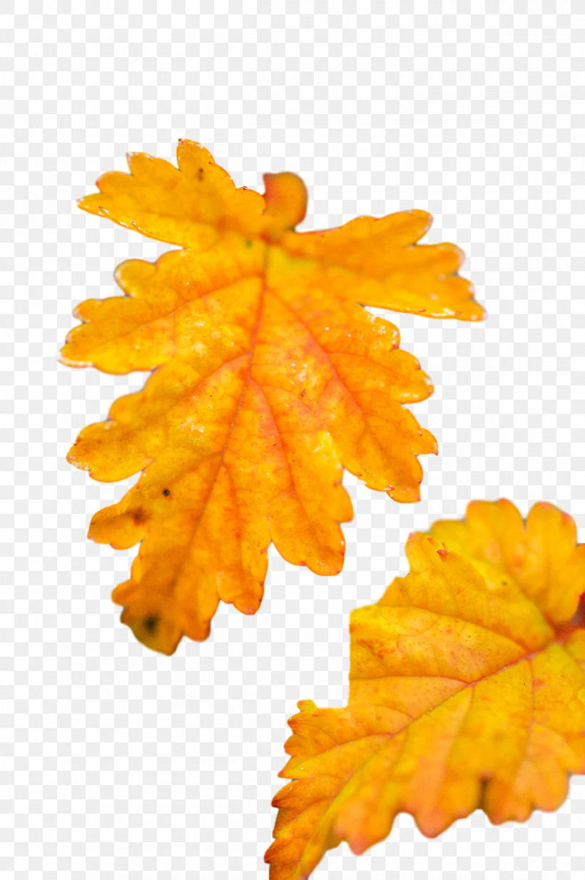 Leaf Maple Leaf / M Autumn M-tree Tree, PNG, 1200x1805px, Leaf, Autumn, Biology, Maple Leaf M, Mtree Download Free