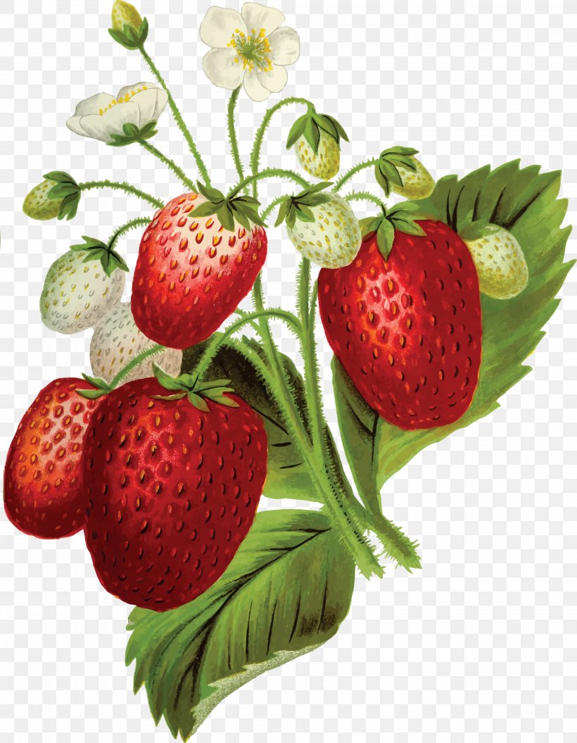Strawberry Food Clip Art, PNG, 4000x5151px, Strawberry, Accessory Fruit, Diet Food, Food, Fruit Download Free