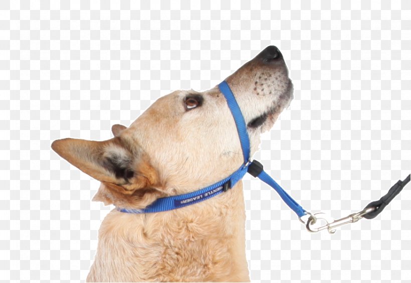Dog Halter Leash Shock Collar, PNG, 873x603px, Dog, Collar, Dog Collar, Dog Harness, Dog Like Mammal Download Free