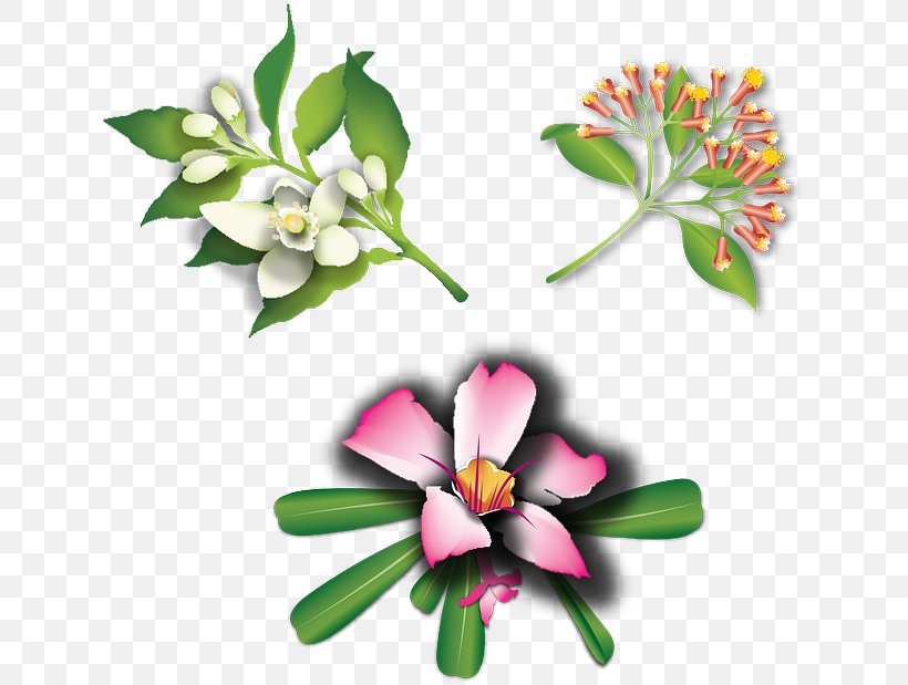 Flower, PNG, 640x619px, Flower, Bitmap, Cut Flowers, Flora, Floral Design Download Free