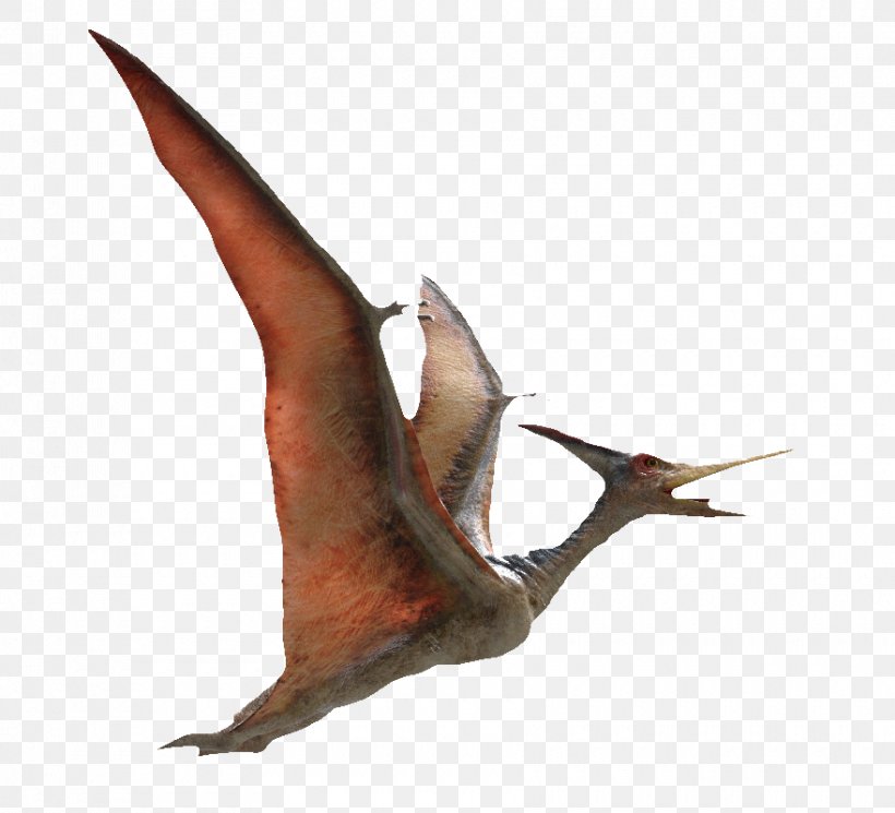 Pteranodon Pterodactyls Flight Pterosaurs 3D Computer Graphics, PNG, 880x800px, 3d Computer Graphics, 3d Modeling, Pterosaurs, Autodesk 3ds Max, Autodesk Maya Download Free