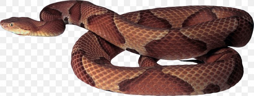 Eastern Brown Snake, PNG, 1600x608px, Snake, Animal Figure, Eastern Brown Snake, Image File Formats, Kingsnake Download Free