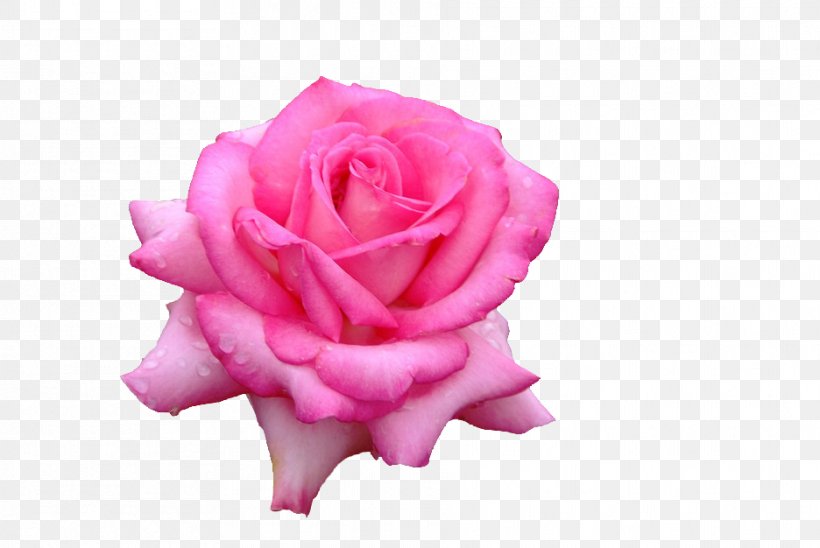 Garden Roses Cabbage Rose Petal Cut Flowers, PNG, 936x626px, Garden Roses, Cabbage Rose, Cut Flowers, Flower, Flowering Plant Download Free