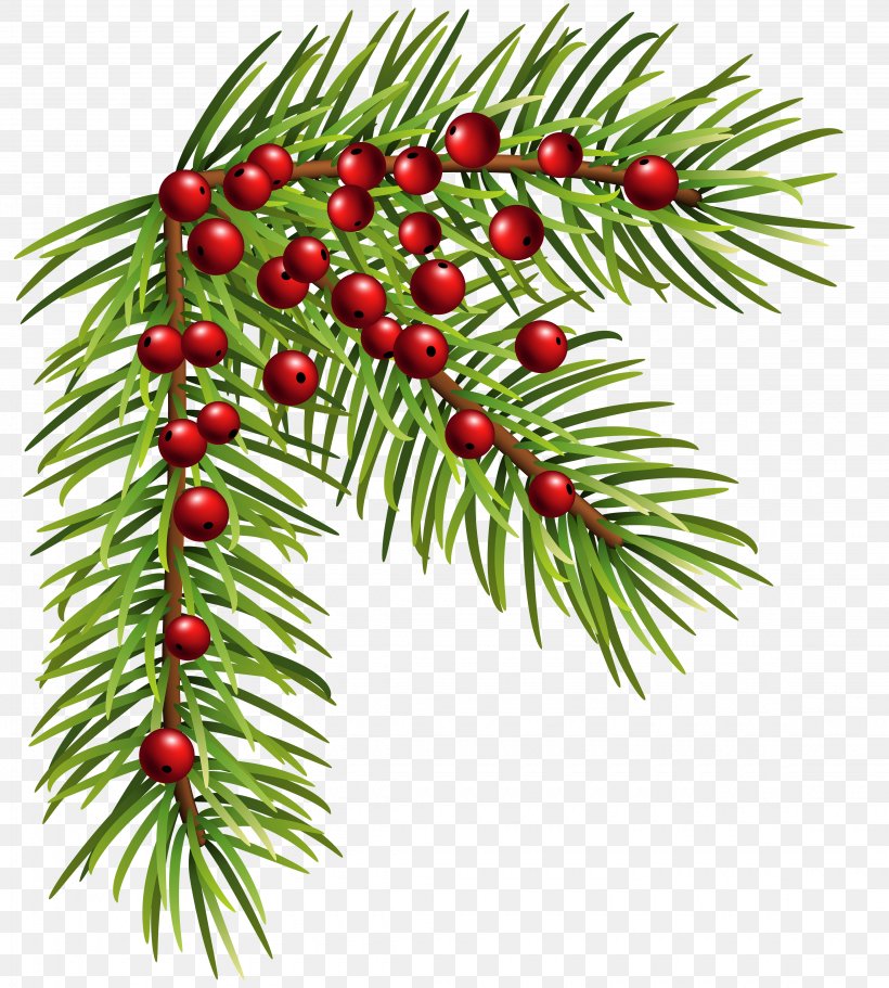 Pine Christmas Clip Art, PNG, 4500x5000px, Christmas Ornament, Aquifoliaceae, Aquifoliales, Branch, Christmas Download Free