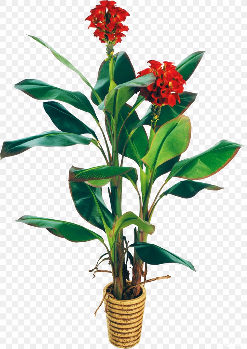 Plant Cut Flowers Tree Flowerpot, PNG, 987x1395px, Plant, Banana, Company, Cut Flowers, Flower Download Free