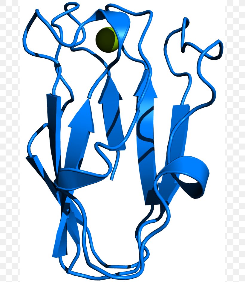 Plastocyanin Thylakoid Cytochrome B6f Complex Blue-green Bacteria Photosynthesis, PNG, 685x943px, Plastocyanin, Algae, Amino Acid, Artwork, Bluegreen Bacteria Download Free