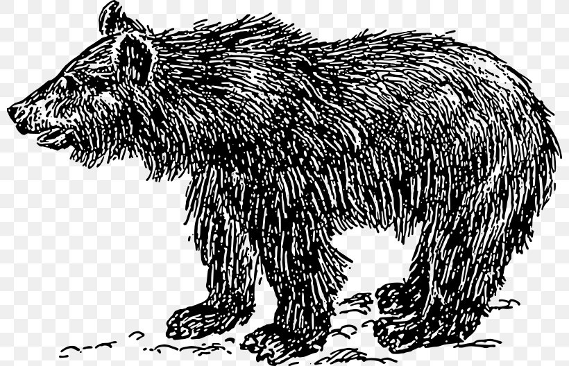 Polar Bear American Black Bear Grizzly Bear, PNG, 800x528px, Bear, American Black Bear, Beaver, Black And White, Brown Bear Download Free