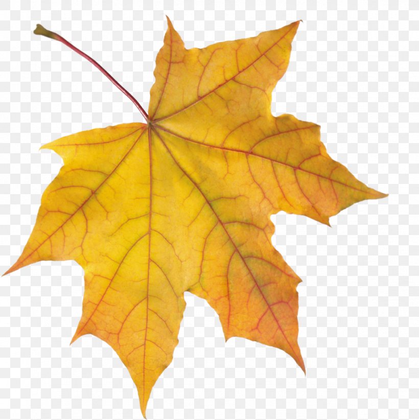 Tutorial Clip Art, PNG, 1021x1024px, Tutorial, Adobe Flash, Autumn, Autumn Leaf Color, Deciduous Download Free