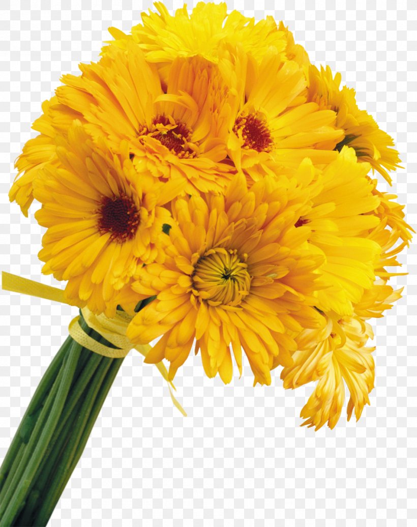 Yellow Cut Flowers Color, PNG, 949x1200px, Yellow, Calendula, Chrysanthemum, Chrysanths, Color Download Free