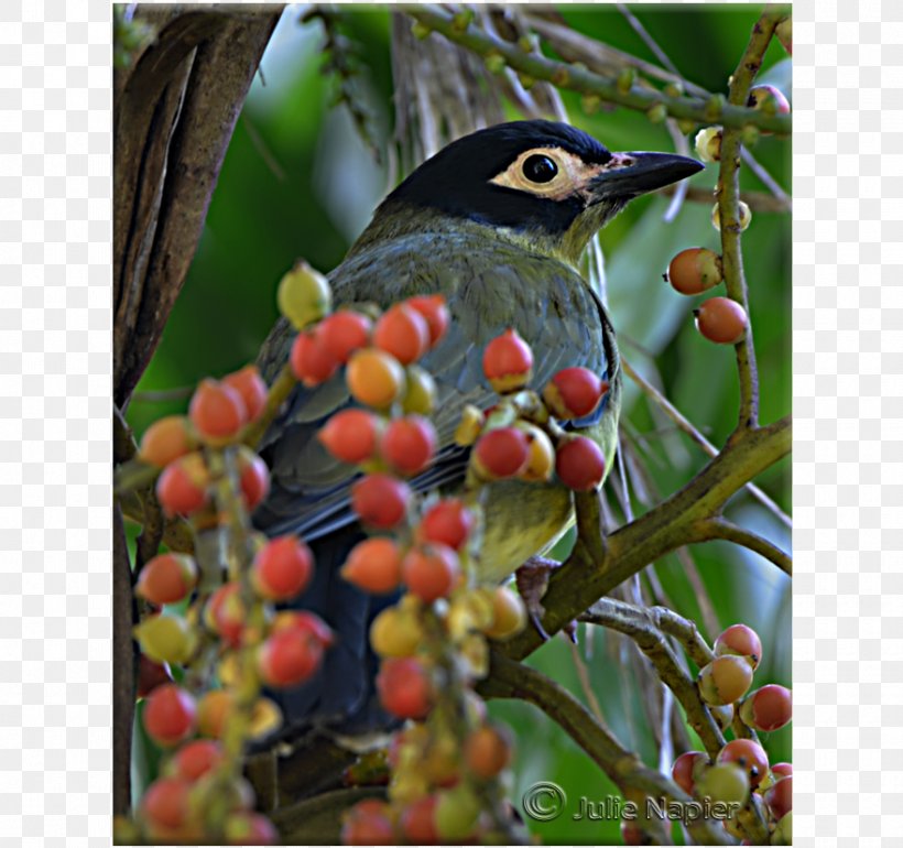 Beak Old World Flycatchers, PNG, 880x827px, Beak, Aquifoliaceae, Berry, Bird, Fauna Download Free