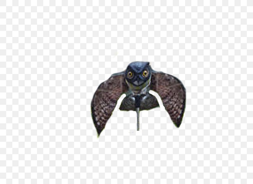 Owl Bird Rock Dove Falcon Mouse, PNG, 600x597px, Owl, Beak, Bird, Bird Of Prey, Common Blackbird Download Free