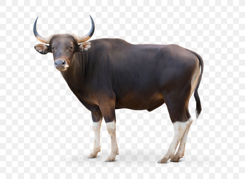 Cattle Banteng Image Domestic Yak Royalty-free, PNG, 673x600px, Cattle, Banteng, Bison, Bull, Cattle Like Mammal Download Free