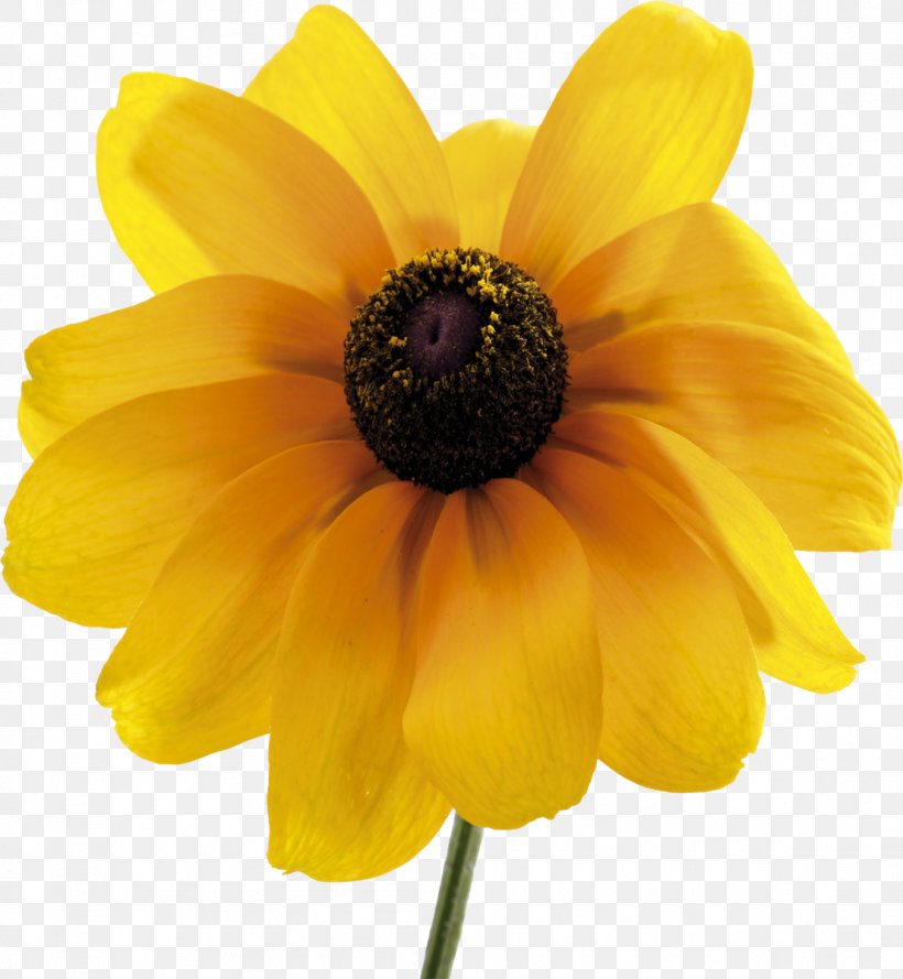 Common Sunflower Daisy Family Dahlia Pollen, PNG, 1106x1200px, Flower, Annual Plant, Common Daisy, Common Sunflower, Dahlia Download Free