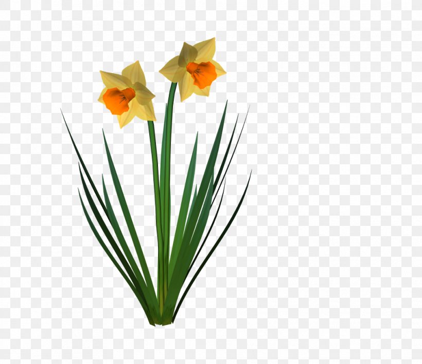 Daffodil Cut Flowers Plant, PNG, 1015x878px, Daffodil, Amaryllis, Amaryllis Family, Cut Flowers, Flora Download Free