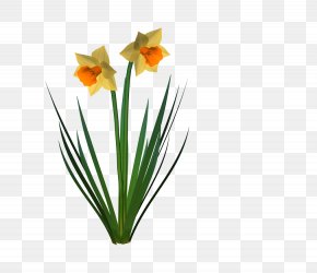 Daffodil Clip Art, PNG, 7065x8000px, Daffodil, Amaryllis Family, Cut ...