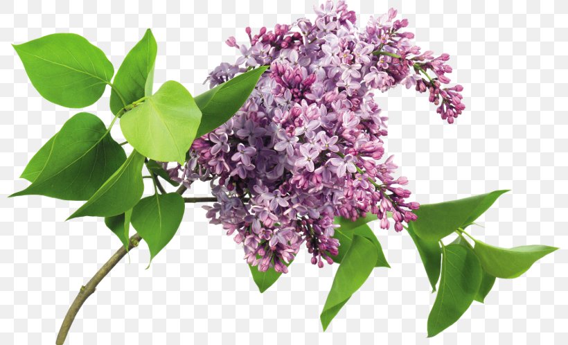 Lilac Clip Art, PNG, 800x498px, 2016, Lilac, Branch, Chomikujpl, Computer Program Download Free