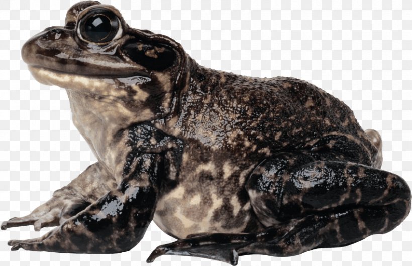 Toad Jump True Frog, PNG, 850x550px, Toad, American Bullfrog, Amphibian, Animal, Common Frog Download Free