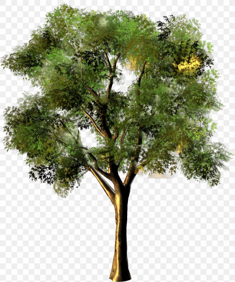Tree Photomontage, PNG, 863x1037px, Tree, Arizona, Branch, Branching, Photomontage Download Free