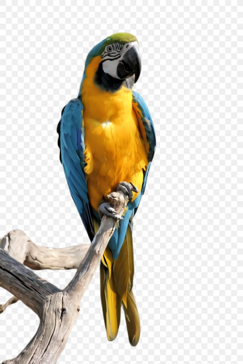 Colorful Background, PNG, 1632x2448px, Parrot, Beak, Bird, Budgie, Colorful Download Free