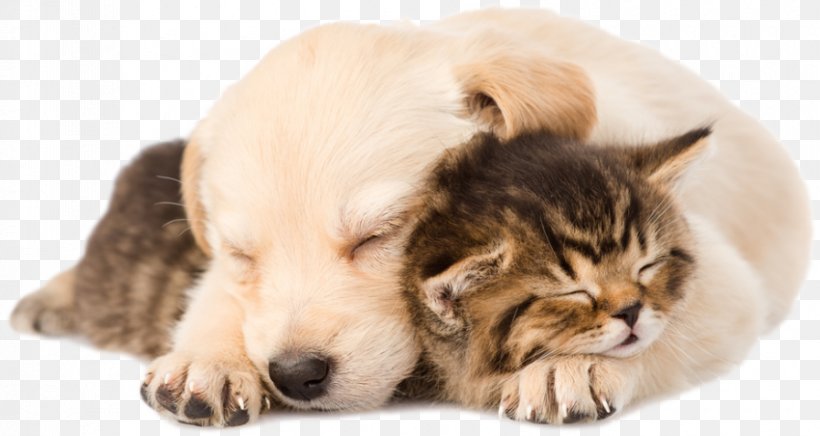 Golden Retriever Labrador Retriever Puppy Kitten Cat, PNG, 850x452px, Golden Retriever, Carnivoran, Cat, Cat Like Mammal, Companion Dog Download Free