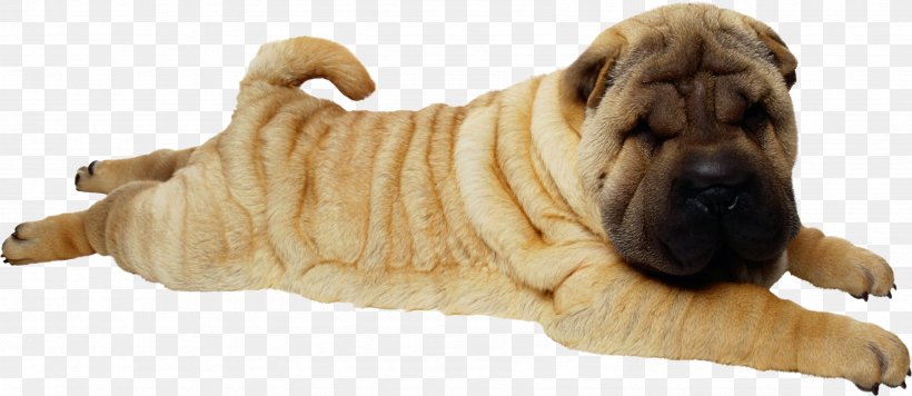 Shar Pei Pet Sitting Puppy Pug, PNG, 3390x1473px, Shar Pei, Animal Figure, Carnivoran, Data Compression, Dog Download Free