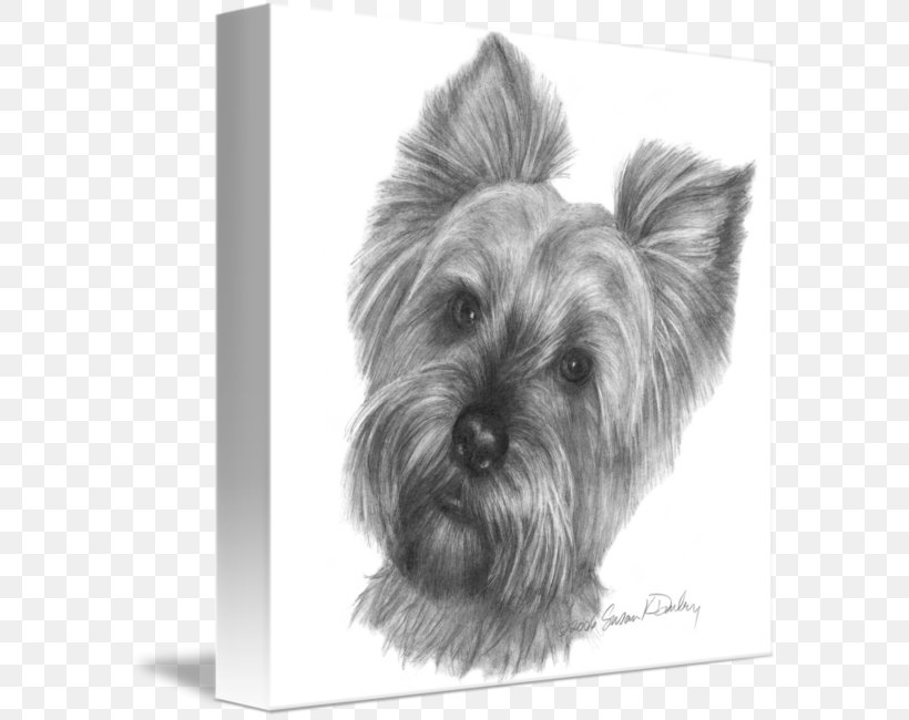 Yorkshire Terrier Skye Terrier Cairn Terrier Australian Silky Terrier Glen, PNG, 586x650px, Yorkshire Terrier, Affenpinscher, Australian Silky Terrier, Black And White, Breed Download Free