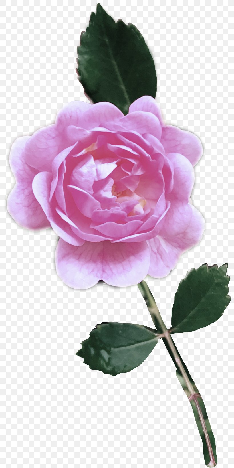 Garden Roses, PNG, 800x1635px, Flower, Floribunda, Garden Roses, Petal, Pink Download Free