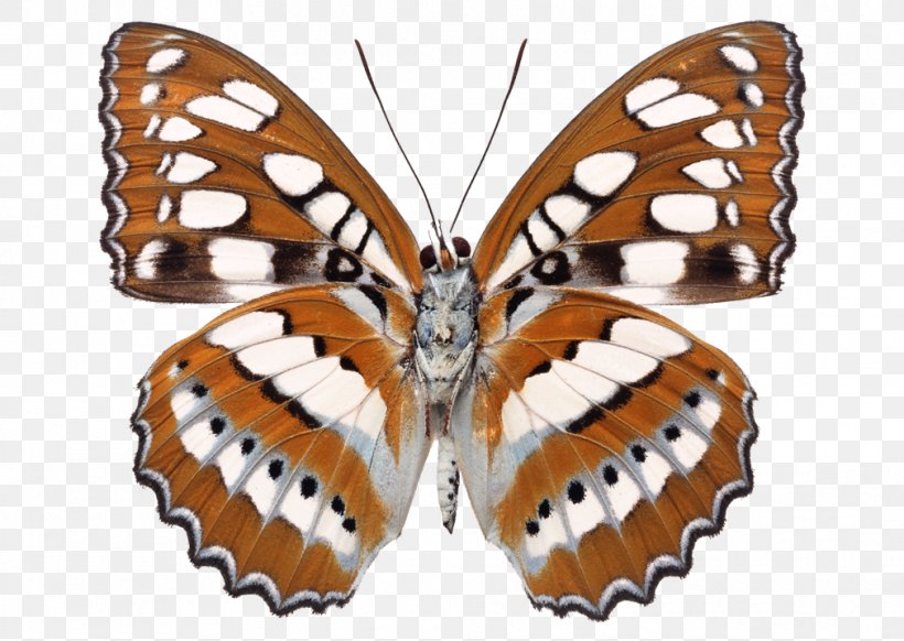 Milkweed Butterfly Stock Photography Desktop Wallpaper, PNG, 1011x718px, Butterfly, Aglais Io, Arthropod, Brush Footed Butterfly, Butterflies And Moths Download Free