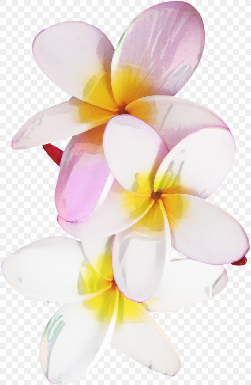 Pink Flower Cartoon, PNG, 1024x1569px, Moth Orchids, Flower, Frangipani, Orchids, Petal Download Free